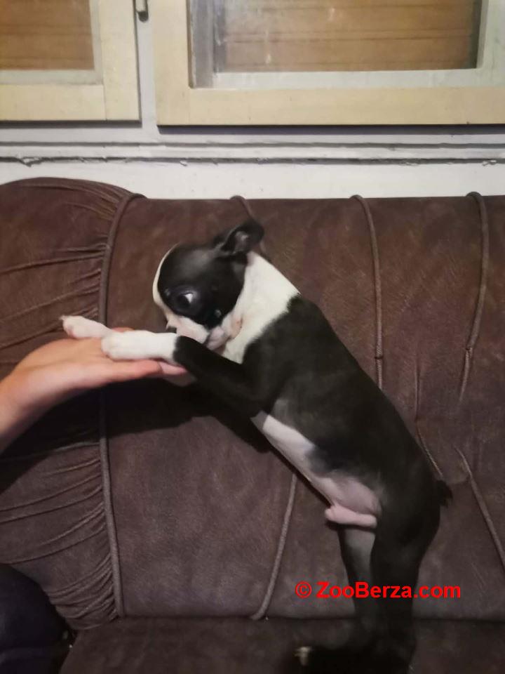 Boston terijer dve devojčice I tri dečaka 