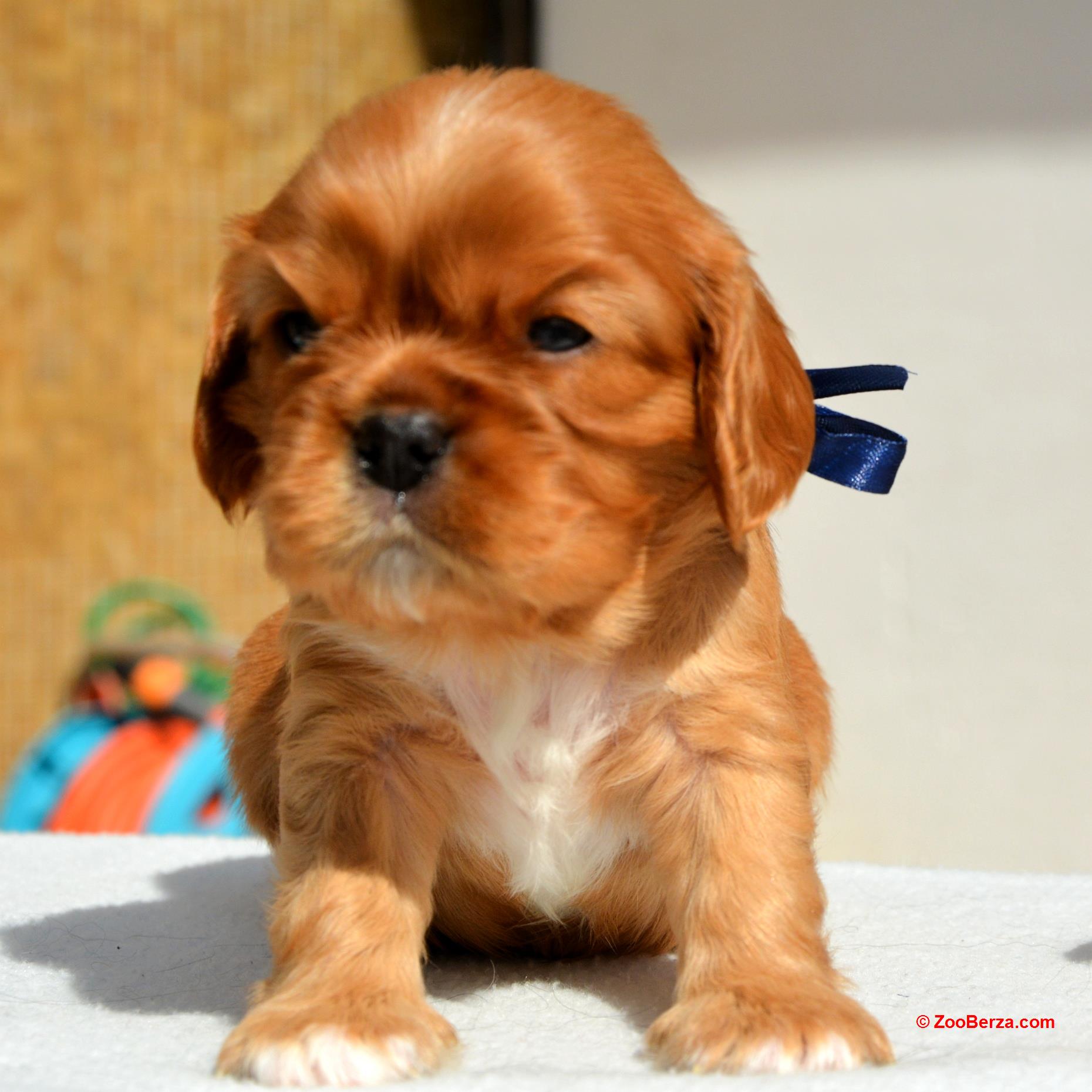 Cavalier King Charles Spaniel