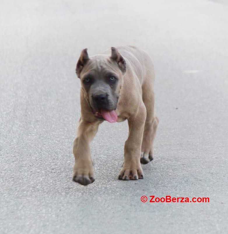 Cane Corso vrhunski štenci
