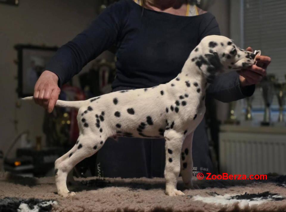 Dalmatinski pas, vrhunski štenci 