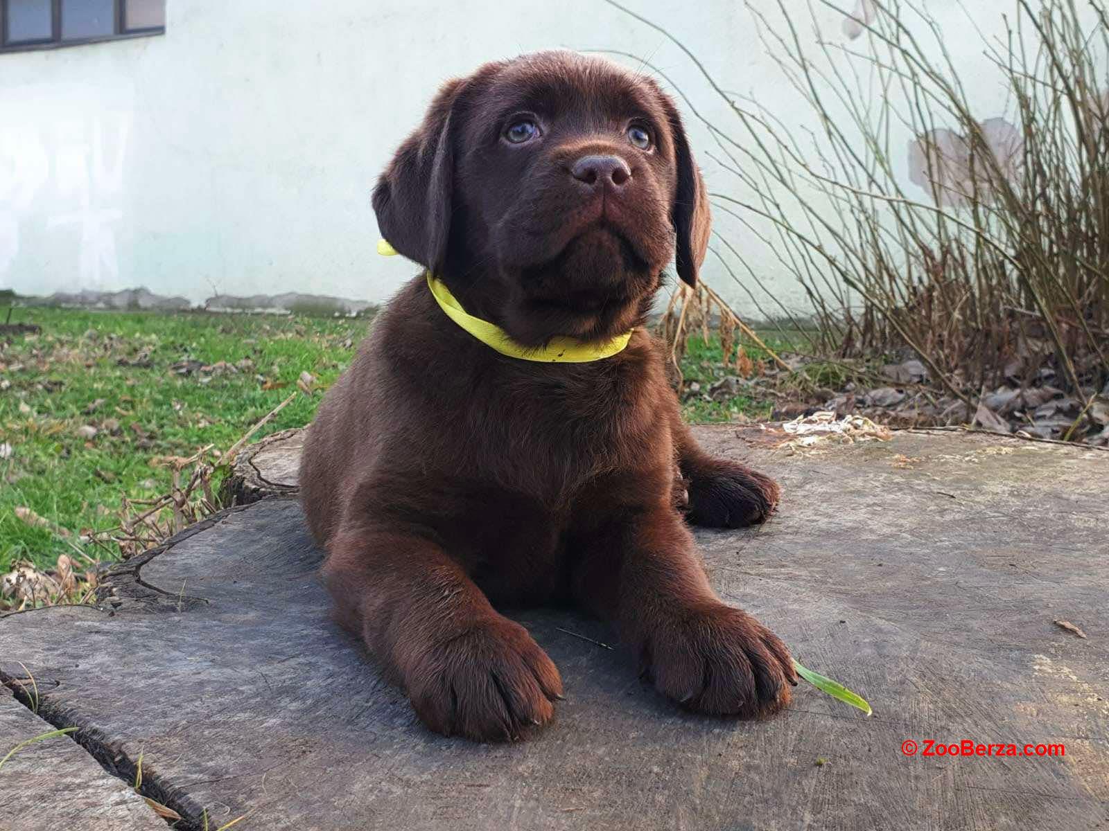 Labrador retriver čokoladni štenci na prodaju