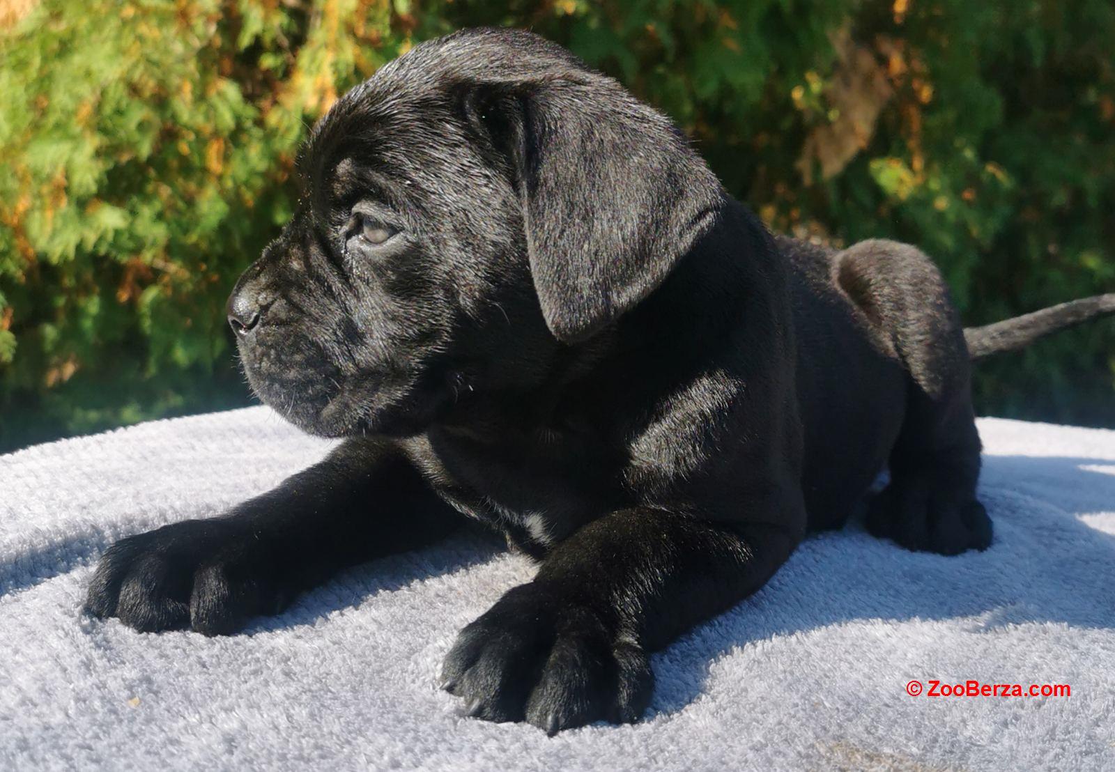 Cane Corso Kane Korso TOP KVALITET