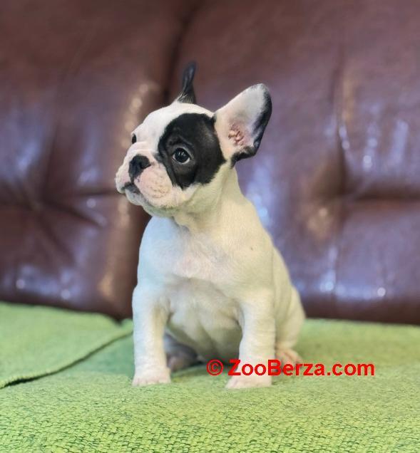 Francuski Buldog prelepi štenci