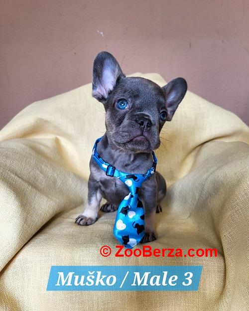 Francuski Bulldog štenci exotik boja 