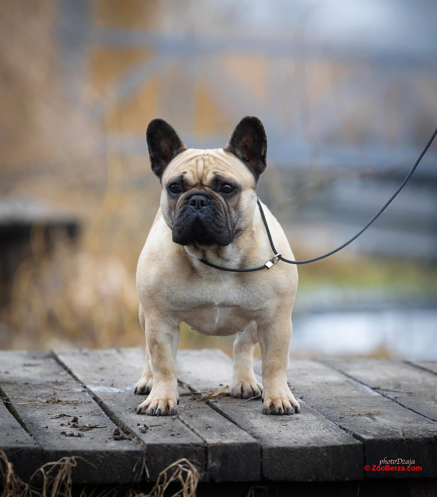Francuski buldog prelepi štenci