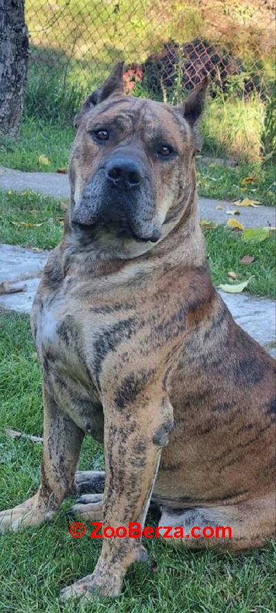 Presa Canario, vrhunsko leglo