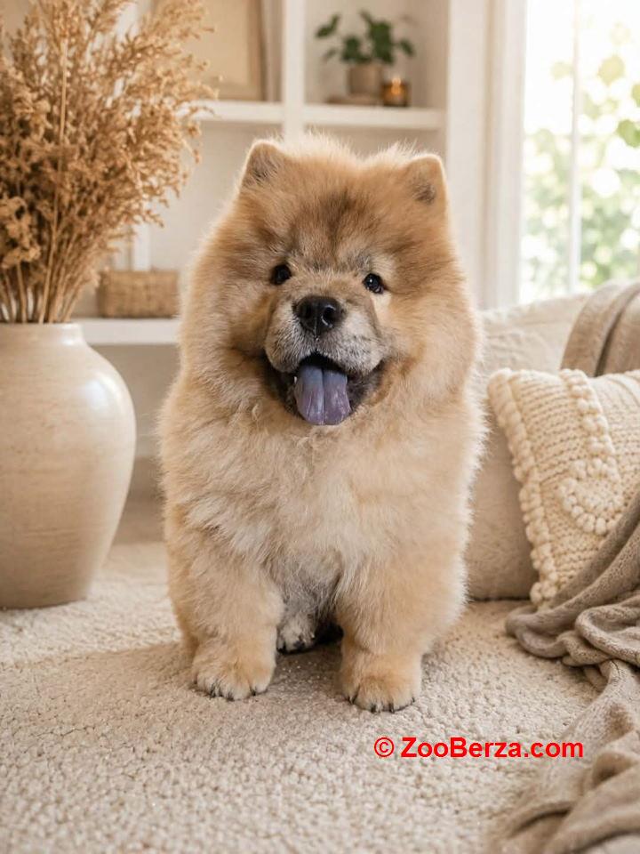 Predivan Chow Chow mužjak, star 3 meseca  