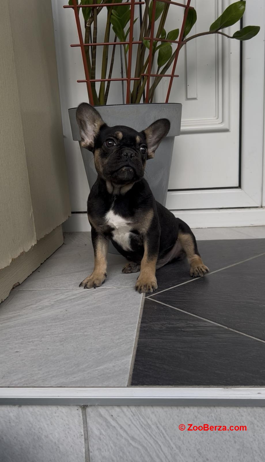 Francuski Buldog black & tan musko stene