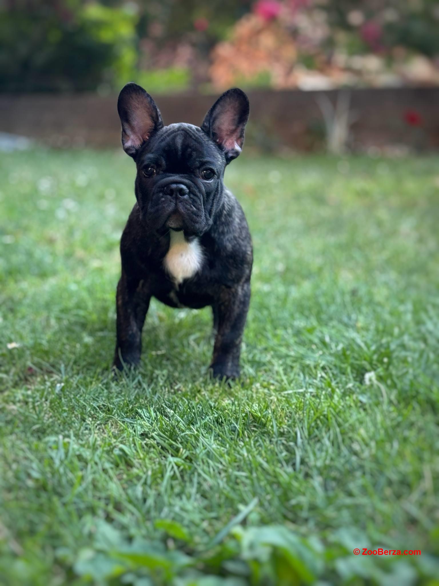 Francuski Buldog VRHUNSKO štene
