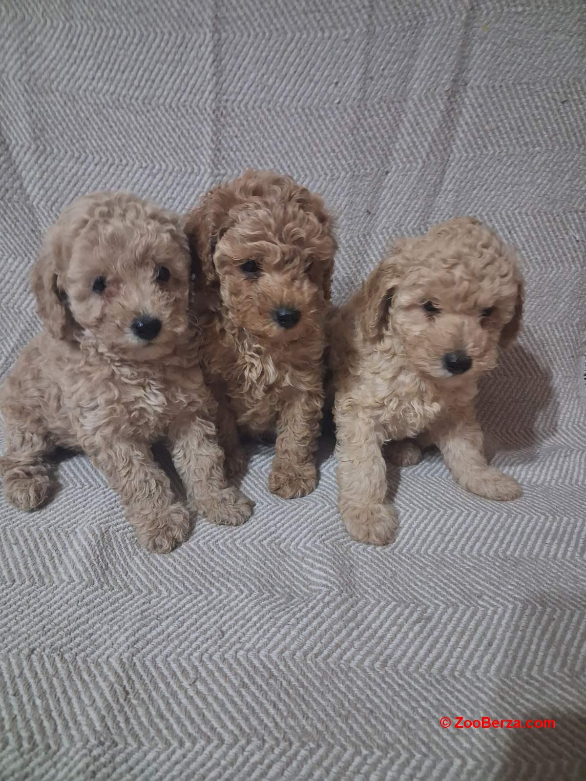 Patuljaste Pudle prodaja