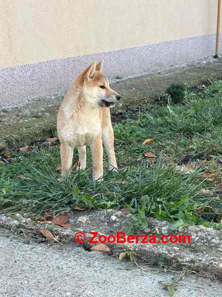 Shiba inu štenci od vrhunskih roditelja 