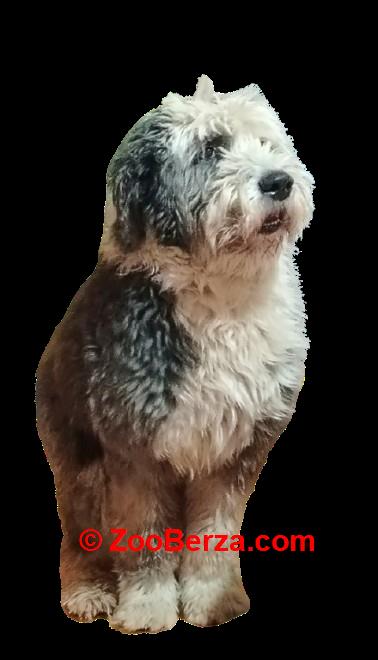 Bobtail