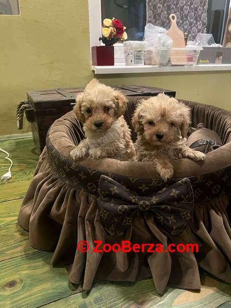 Toy pudle ekstra malog rasta 