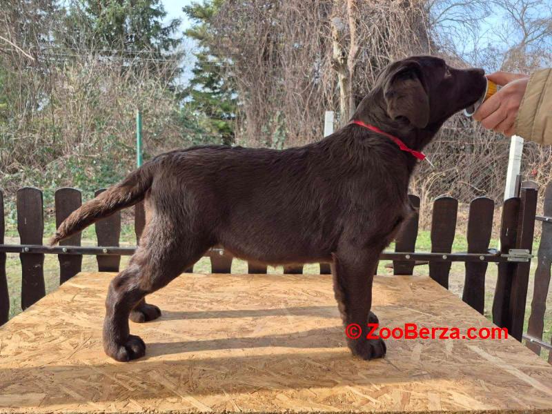 Labrador retriver čokoladni štenci