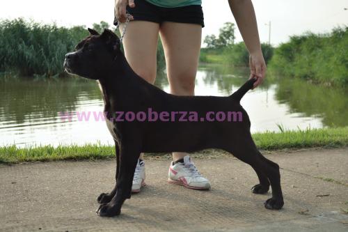 cane corso  -Dolce Gracioso-