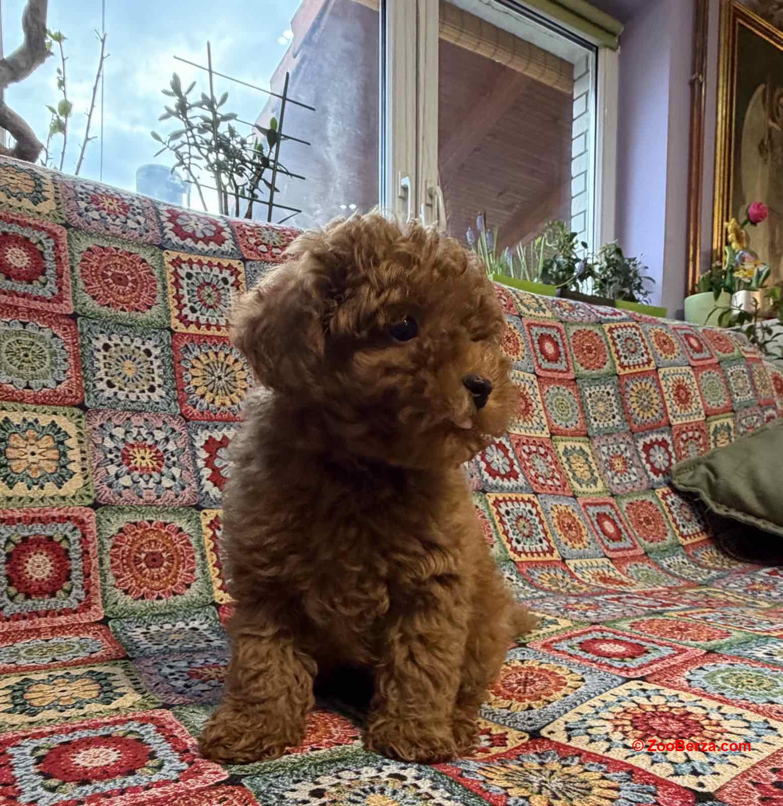 Toy Pudle na prodaju