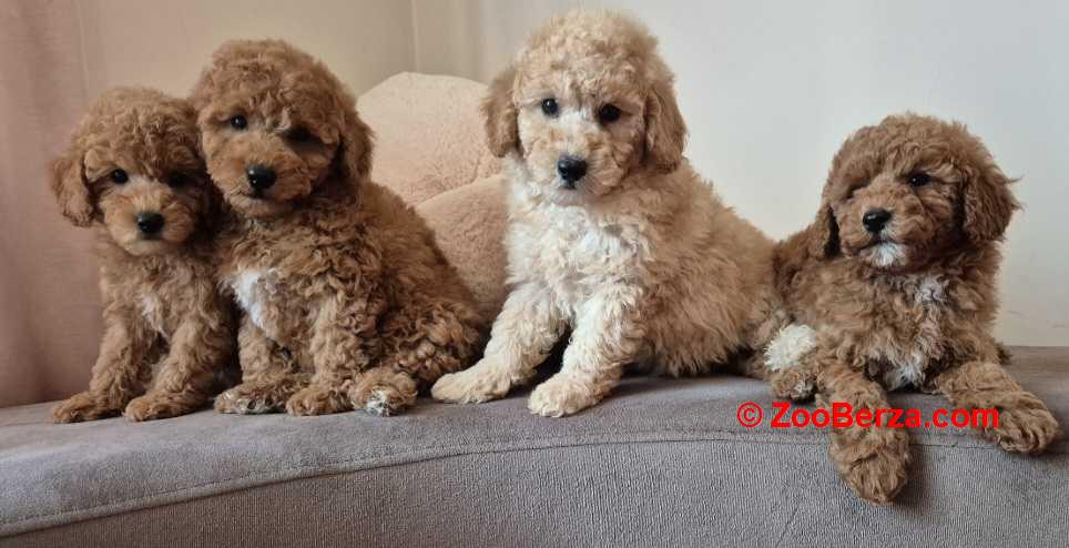 Pudle i Maltipoo štenci