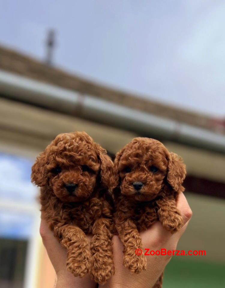 Najmanje pudle, od najlepsih roditelja