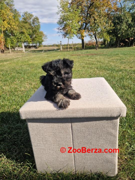 Musko stene patuljastnog snaucera