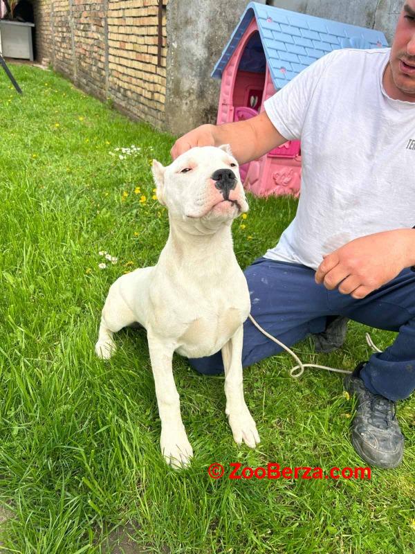 Dogo Argentino