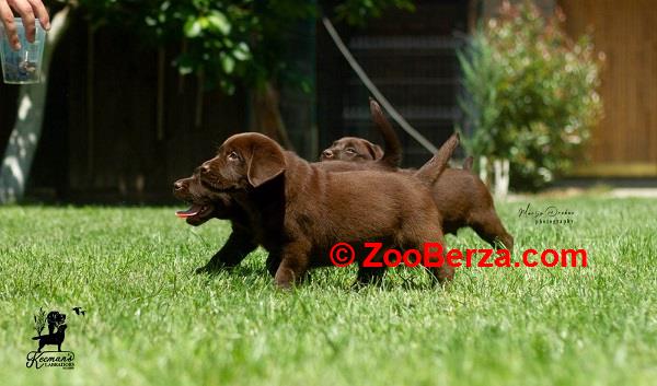 Labrador Retriver štenci