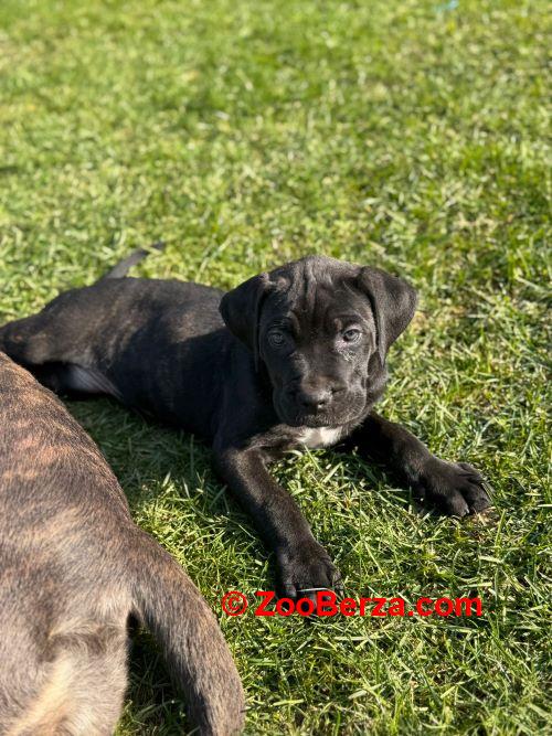 Cane Corso štenci