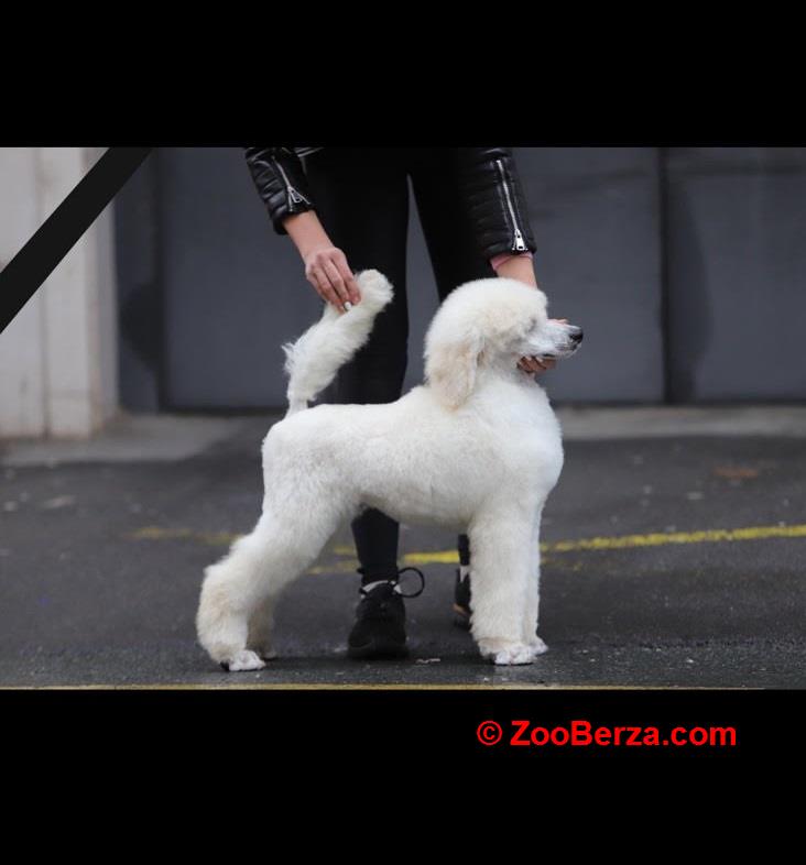 Štenci velike kraljevske poodle 