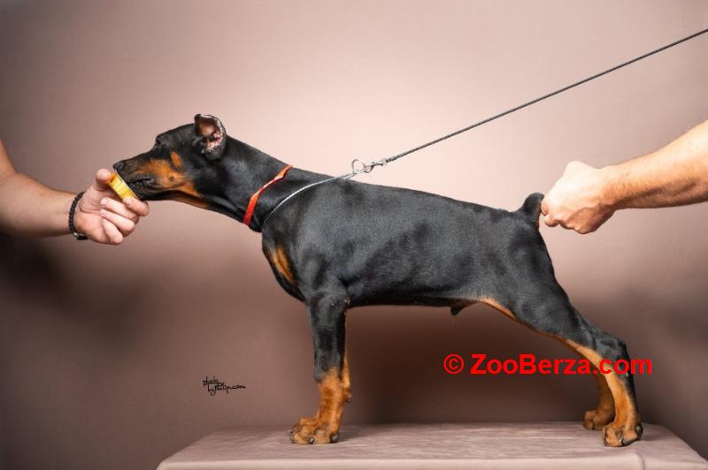 Doberman stenci