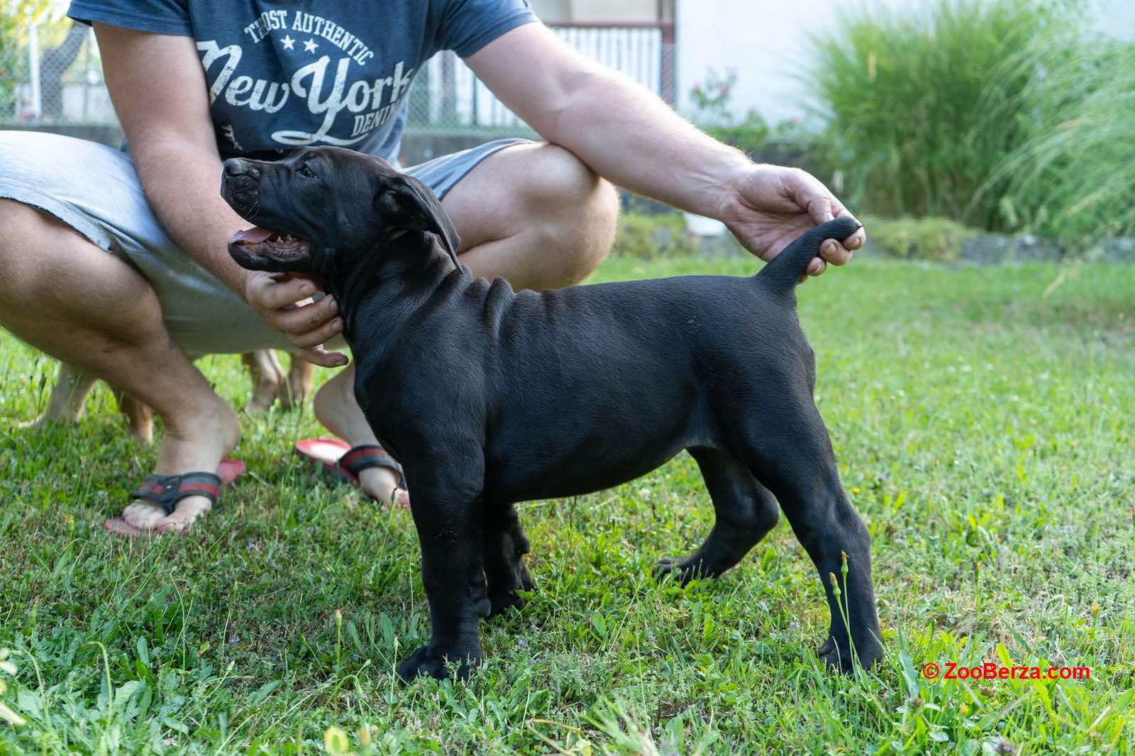 Južnoafrički mastif - Boerboel štenci