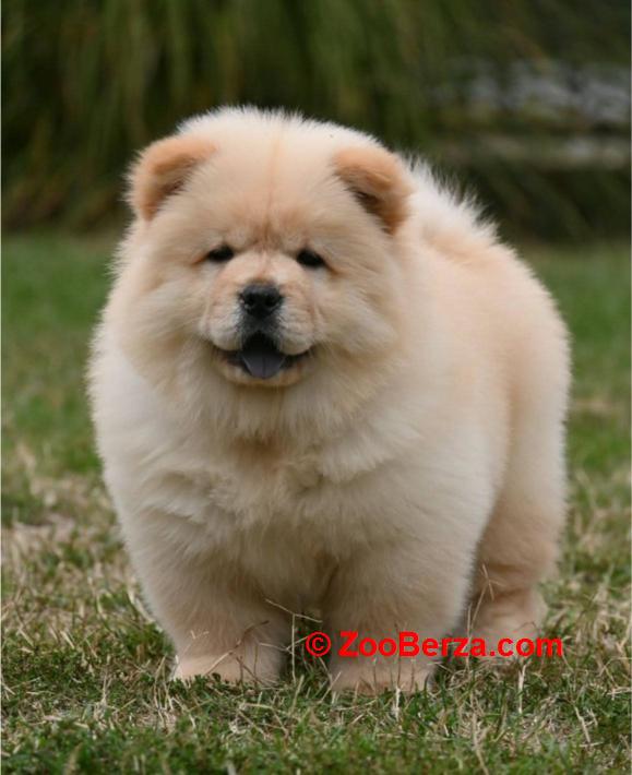 Chow Chow Čau Čau štenci