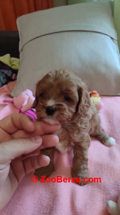 Cavapoo stenci 2025