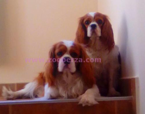 Cavalier King Charles Spaniel