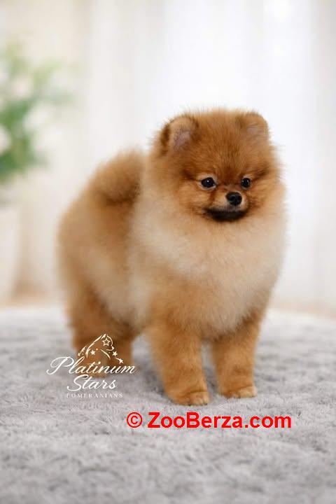 Patuljasti nemački špic – pomeranac, štenci