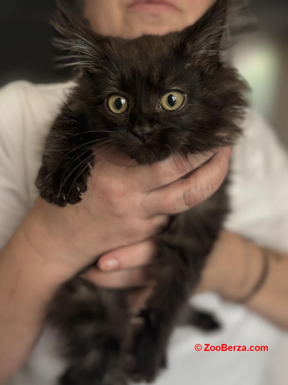 Maine Coon mačići - Zemun