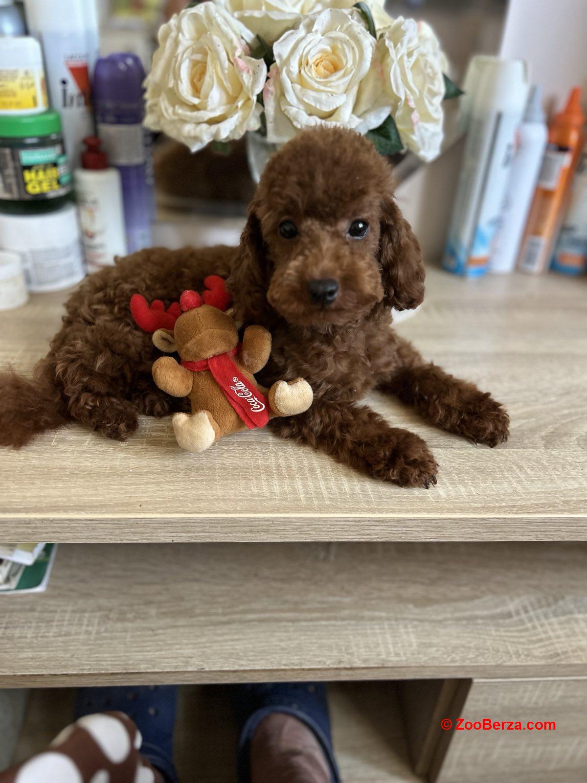 Francuske Toy i patuljaste pudle, prelepe bebe