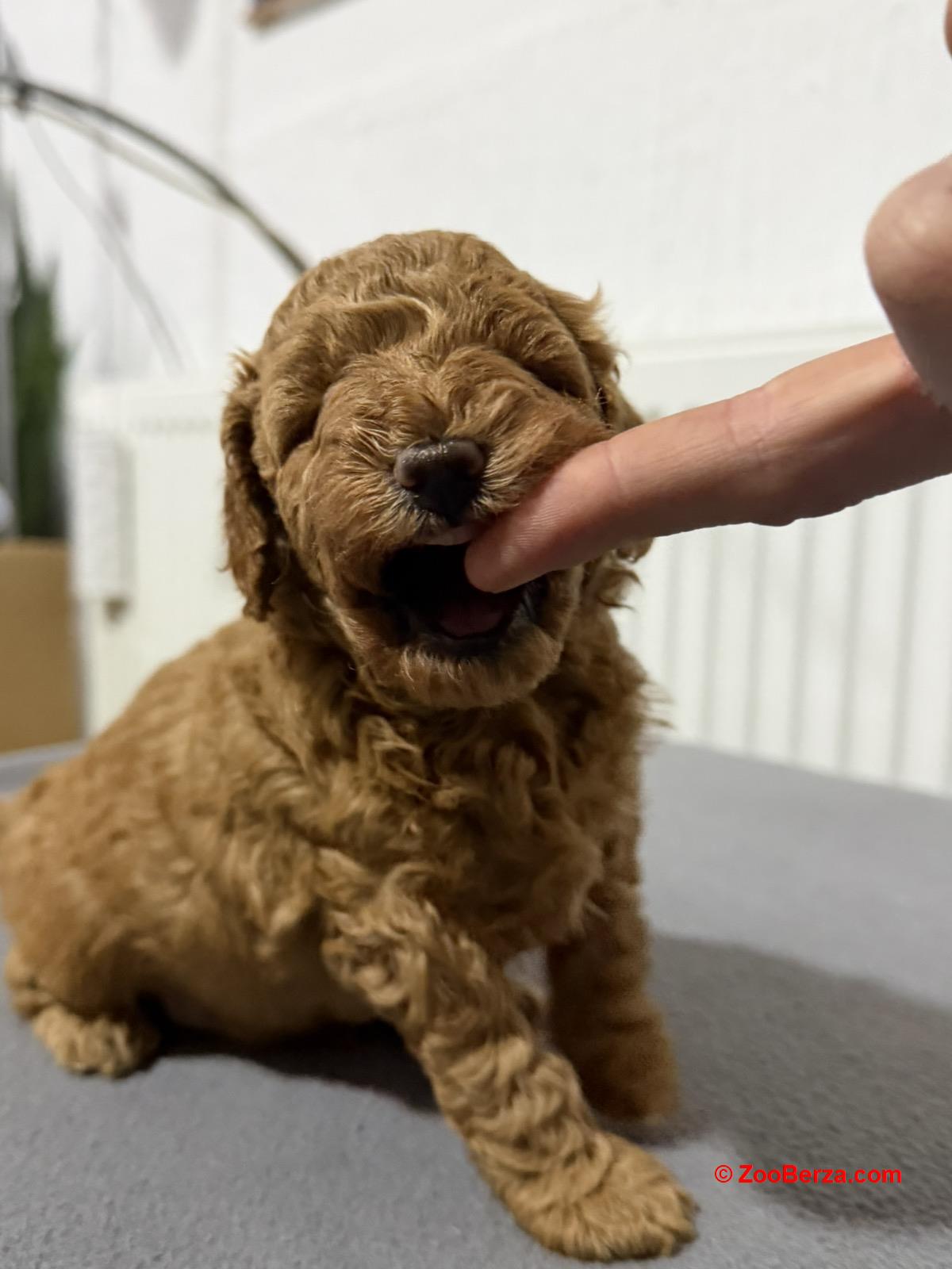 Crvene Pudle štenci