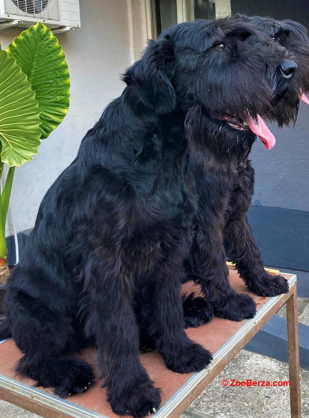 Veliki snaucer stenad