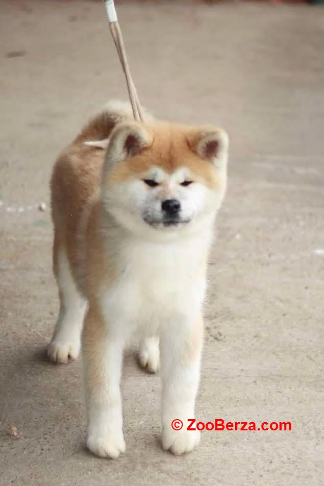 Akita Inu