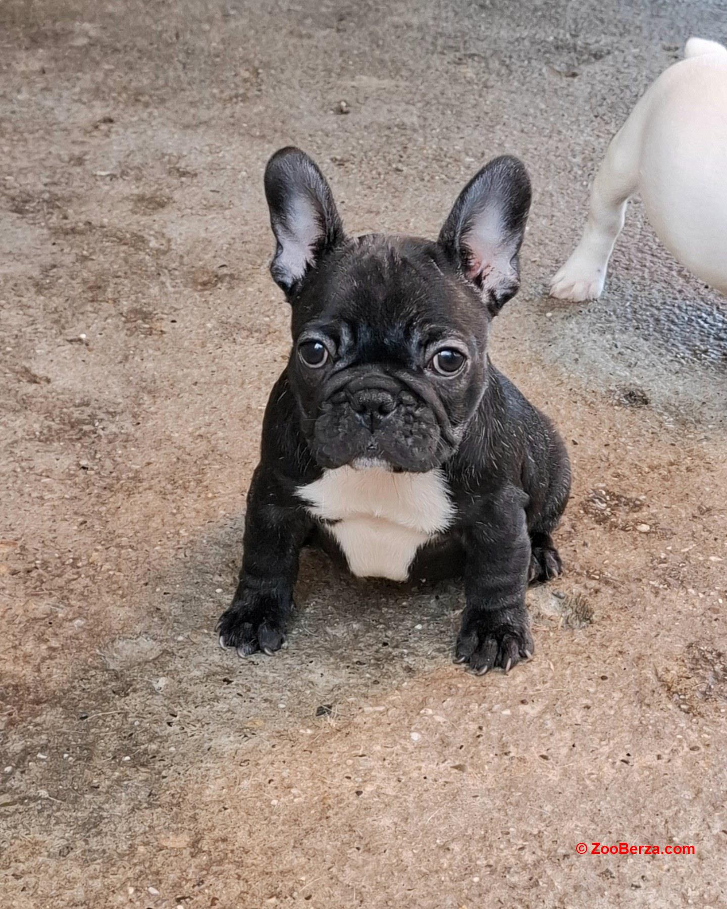 Francuski Buldog prelepi štenci