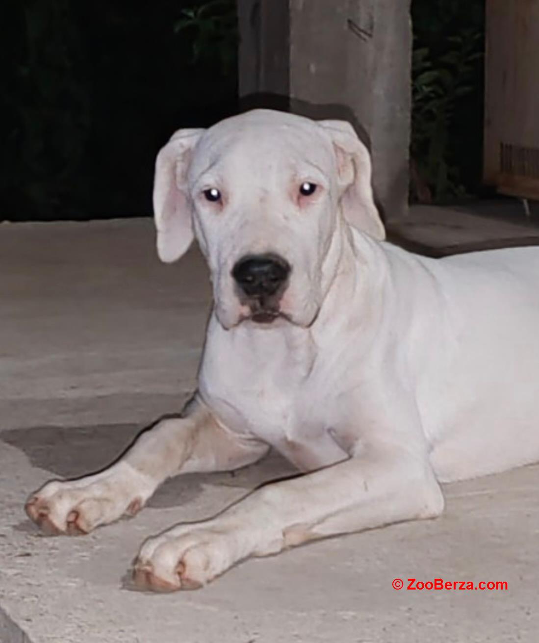 Dogo argentino štenci