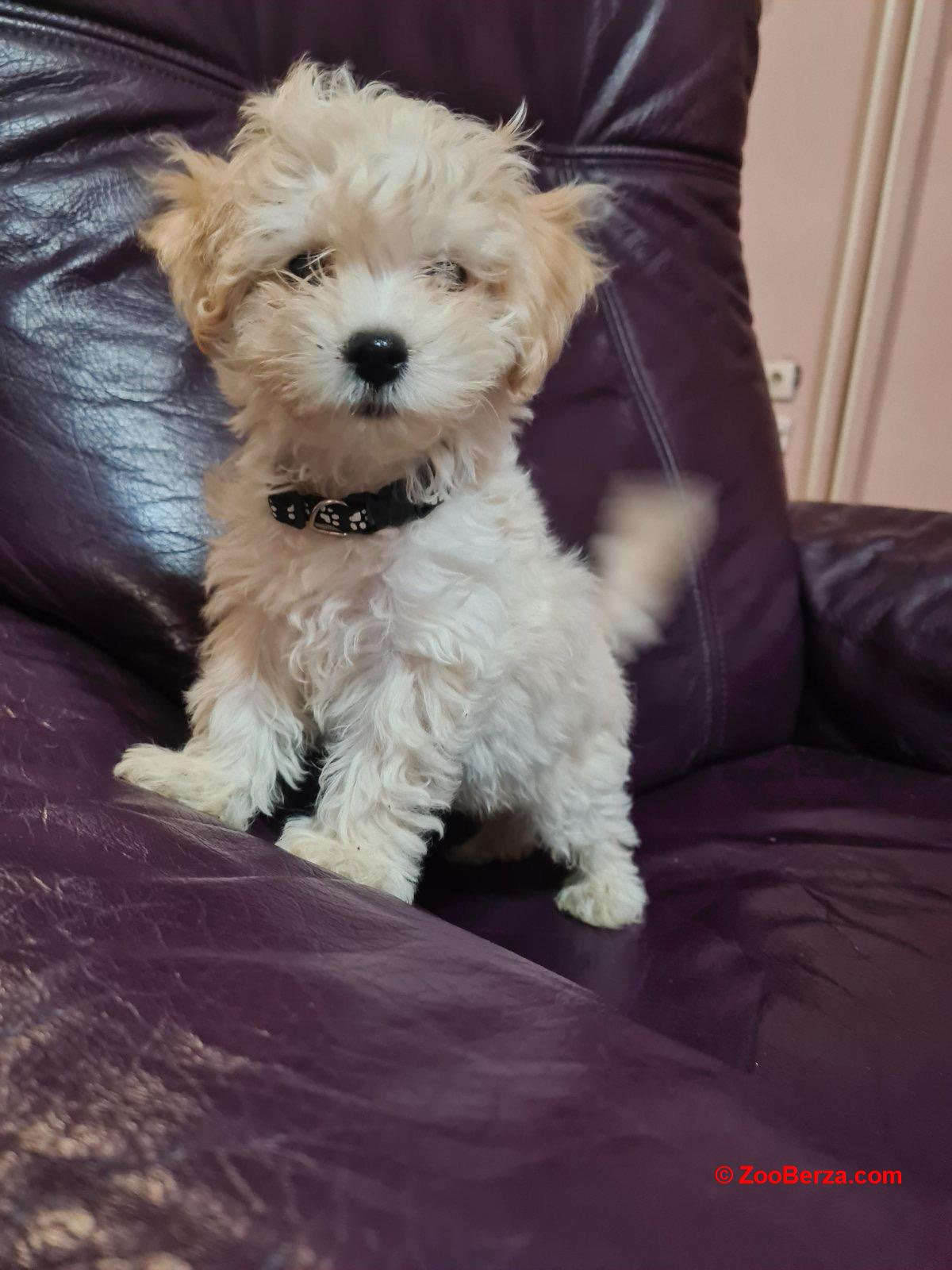 Maltipoo štenci
