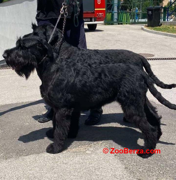 Veliki snaucer stenad