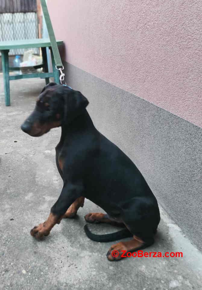 Doberman muško štene odovnikom.  Cena 500€ Nenad, 