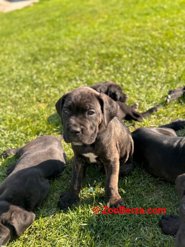 Cane Corso štenci