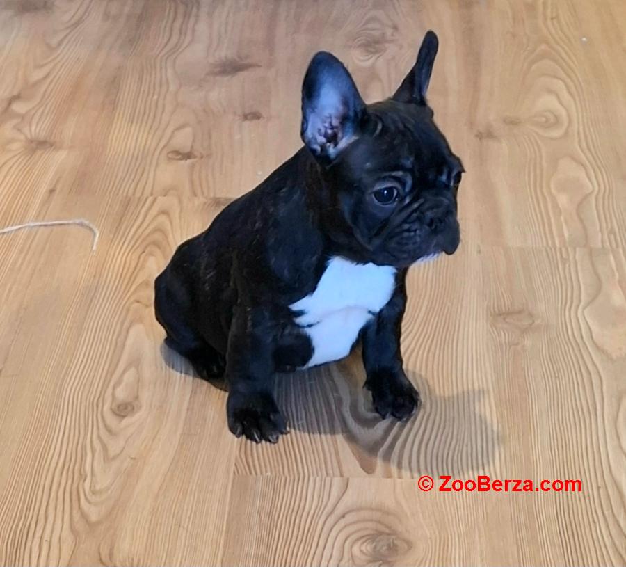 Francuski Buldog prelepi štenci