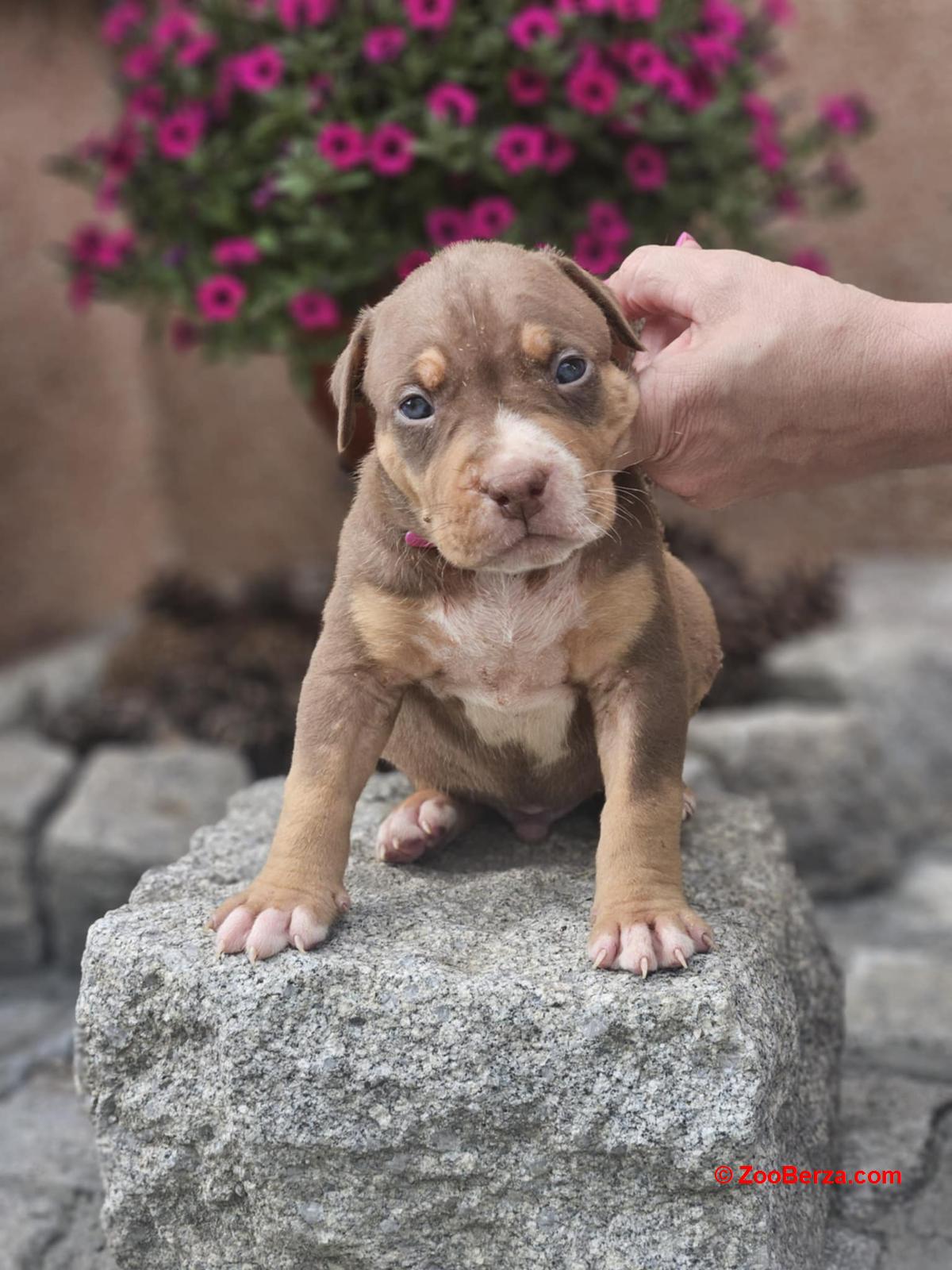 American Bully XL, Američki Buli štenci