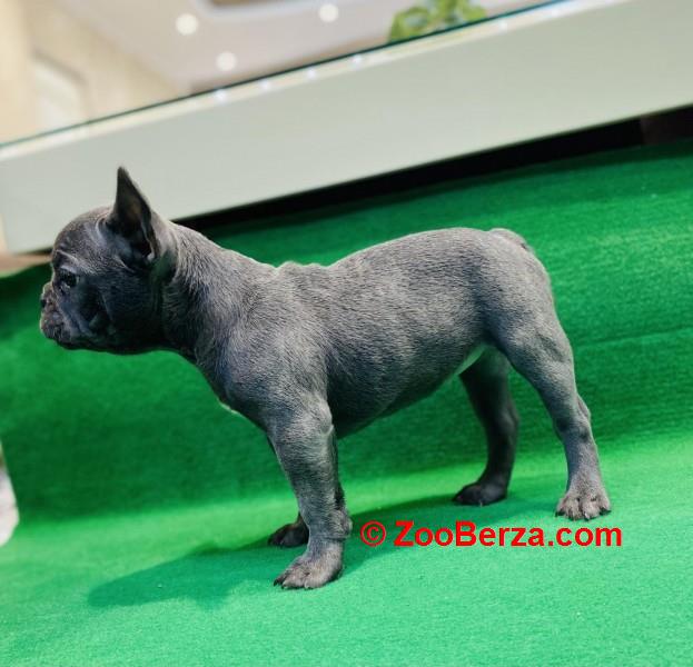 Zensko stene francuskog buldoga