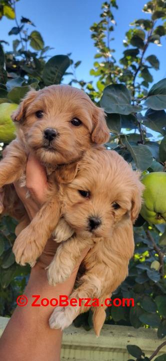 Maltipoo stenci