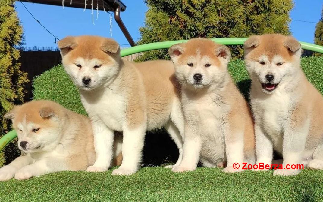 Akita inu i Shiba Inu štenci