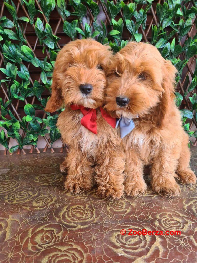 Labradoodle prelepi štenci